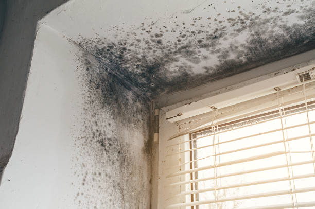 Trusted Commercial Mold Remediation service in Port Angeles, WA - Cheap Mold Removal